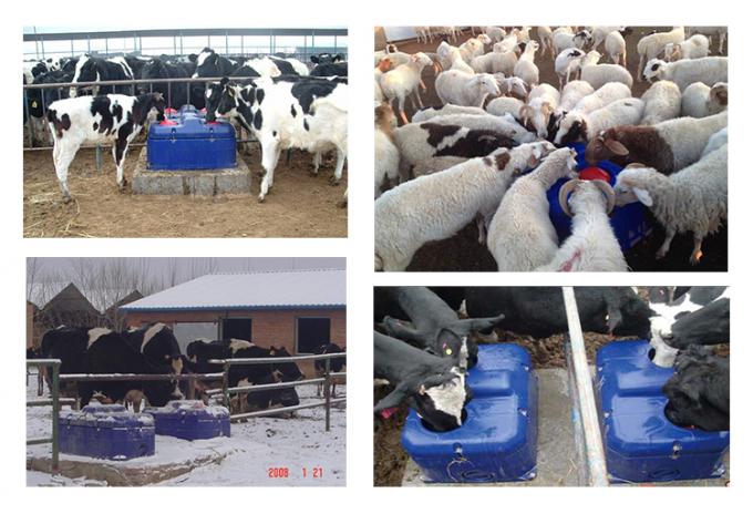 یخبندان رایگان / گرما خودکار آب آشامیدنی آب / گاو گاو گوسفند نیشکر ضد فریزر از طریق تجهیزات دامداری دام